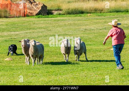 Femme maître-chien et Border Collie élevant des moutons au Meeker Classic Sheepdog Championship Trials ; Meeker ; Colorado ; États-Unis Banque D'Images