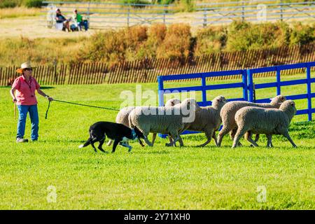Femme maître-chien et Border Collie élevant des moutons au Meeker Classic Sheepdog Championship Trials ; Meeker ; Colorado ; États-Unis Banque D'Images