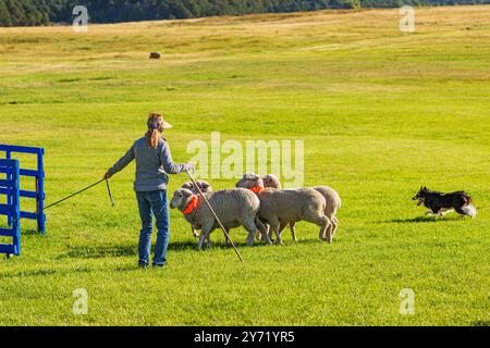 Femme maître-chien et Border Collie élevant des moutons au Meeker Classic Sheepdog Championship Trials ; Meeker ; Colorado ; États-Unis Banque D'Images