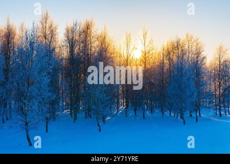 Les arbres couverts de gel se dressent haut lorsque la lumière du soleil pénètre, projetant une lueur chaude sur le paysage enneigé de Suède au petit matin. Banque D'Images