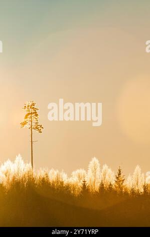 Les arbres couverts de gel scintillent doucement tandis que la lumière du soleil filtre à travers un ciel clair en Suède, soulignant la beauté tranquille d'un matin d'hiver à natu Banque D'Images