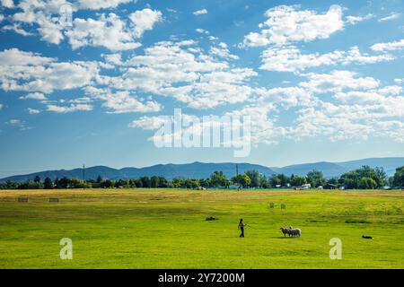 Femme maître-chien et Border Collie élevant des moutons au Meeker Classic Sheepdog Championship Trials ; Meeker ; Colorado ; États-Unis Banque D'Images