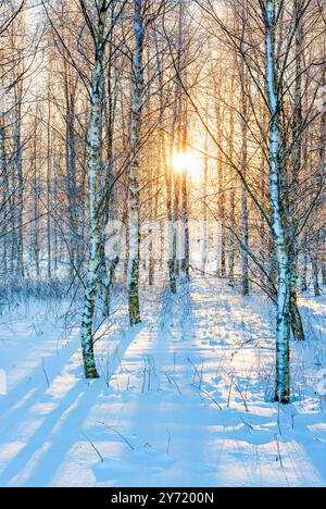 La lumière dorée du soleil traverse une forêt enneigée en Suède, illuminant les bouleaux. Le paysage hivernal paisible invite à un sentiment de tranquillité a Banque D'Images