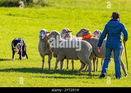 Femme maître-chien et Border Collie élevant des moutons au Meeker Classic Sheepdog Championship Trials ; Meeker ; Colorado ; États-Unis Banque D'Images