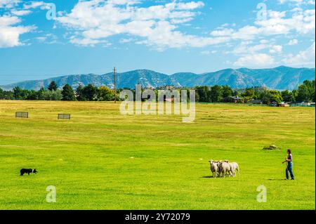 Femme maître-chien et Border Collie élevant des moutons au Meeker Classic Sheepdog Championship Trials ; Meeker ; Colorado ; États-Unis Banque D'Images