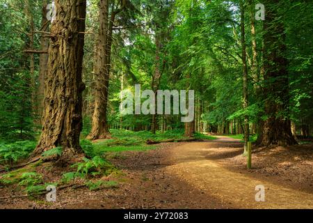 New Forest Hampshire - le sentier des grands arbres Blackwater Arboretum Rhinefield Ornamental Drive dans le parc national de New Forest Angleterre Royaume-Uni GB Europe Banque D'Images