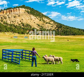 Femme maître-chien et Border Collie élevant des moutons au Meeker Classic Sheepdog Championship Trials ; Meeker ; Colorado ; États-Unis Banque D'Images
