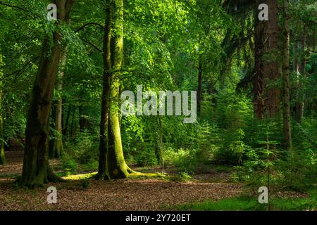 New Forest Hampshire - le sentier des grands arbres Blackwater Arboretum Rhinefield Ornamental Drive dans le parc national de New Forest Angleterre Royaume-Uni GB Europe Banque D'Images