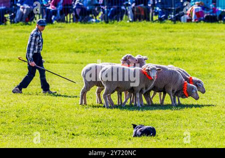 Femme maître-chien et Border Collie élevant des moutons au Meeker Classic Sheepdog Championship Trials ; Meeker ; Colorado ; États-Unis Banque D'Images