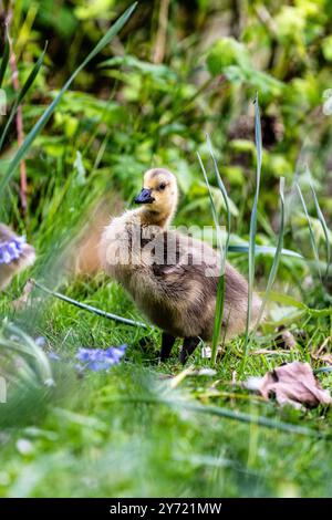 Nouveaux débuts : L'adorable Gosling : un gosling est utilisé pour une jeune oie ; ces créatures moelleuses et adorables symbolisent une nouvelle vie. Banque D'Images