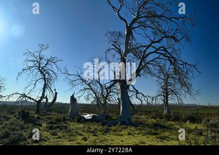 Tasmanie Miena Cider Gum Eucalyptus gunnii subsp. Divaricata Central Highlands, Tasmanie, Australie espèces menacées arbres morts à cause de la sécheresse Banque D'Images