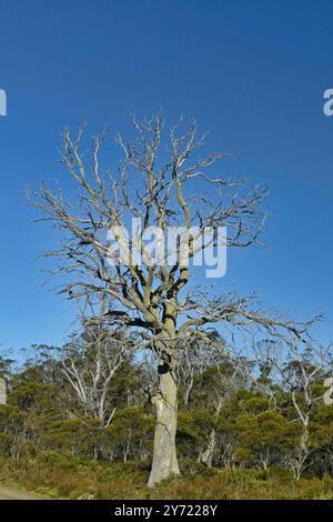 Tasmanie Miena Cider Gum Eucalyptus gunnii subsp. Divaricata Central Highlands, Tasmanie, Australie espèces menacées arbres morts à cause de la sécheresse Banque D'Images