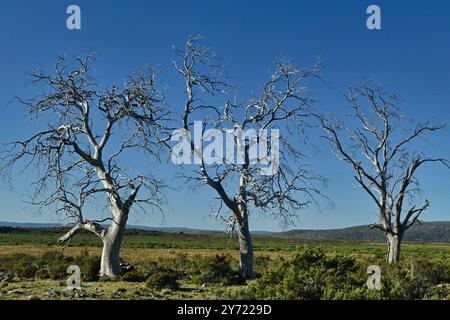 Tasmanie Miena Cider Gum Eucalyptus gunnii subsp. Divaricata Central Highlands, Tasmanie, Australie espèces menacées arbres morts à cause de la sécheresse Banque D'Images