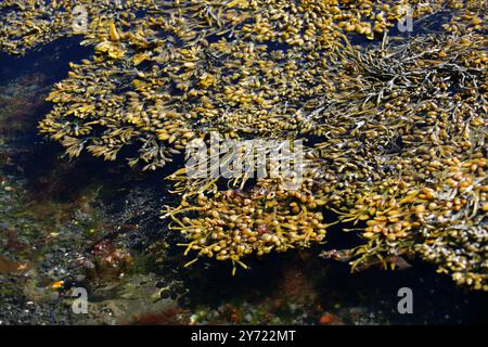 Bladderwrack, Black Tang, Rockweed, raisins de mer, vessie Fucus, chêne de mer, herbe coupée, Dyers Fucus, Red Fucus ou Rock Wack, Fucus vesiculosus, Fucaceae. Banque D'Images