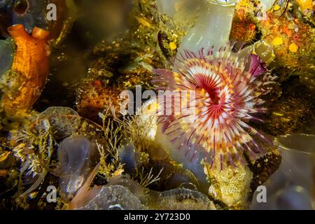 Rouge trompette calcaire Tubeworm, Serpula columbiana, sur le côté du quai, Edmonds Marina sur Puget Sound, État de Washington, États-Unis Banque D'Images