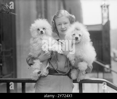 Jean de Cliveden et Fifinette de Snowdown ont eu le plaisir de poser dans les bras de leur propriétaire, Mme V. J Smith de Sutton, Surrey, au Wimbledon and District Canine Society's Show au Seymour Hall, Marylebone. Ils étaient dehors pour montrer aux autres caniches miniatures qu'ils étaient tous dehors pour les honneurs. 14 avril 1948. Banque D'Images