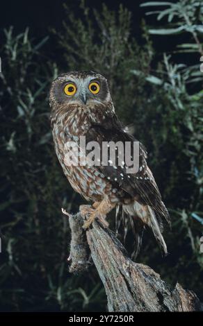 Southern Boobook Owl Ninox boobook avec souris proie Tasmanie Australie captive Banque D'Images