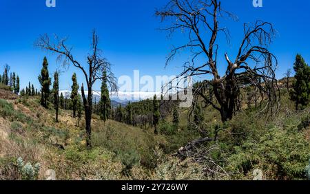 Arbres secs et brûlés après un incendie de forêt sur les pentes d'une montagne. Gran Canaria. Îles Canaries. Espagne. Banque D'Images