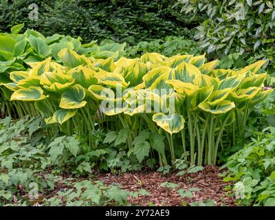 Hosta Reine Joséphine poussant dans un jardin Banque D'Images