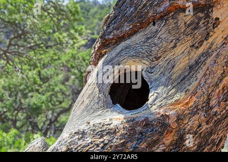 Gros plan d'un creux d'arbre dans un tronc d'arbre altéré Banque D'Images