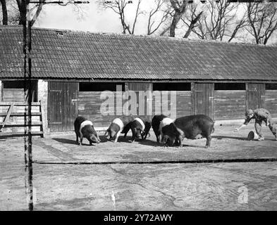 Une nouvelle série de photos montrant les différentes étapes du processus de salaison du bacon prises à l'usine Harris à Calne, Wilts. L'image montre : temps d'alimentation pour les porcs sur la ferme à Calne. 27 février 1946 Banque D'Images