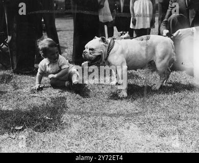 Chaque chien a sa journée. Mongrel ainsi que des chiens de pedigree étaient exposés dans le Cockpit, hyde Park, cet après-midi, lorsque la finale des spectacles de chiens pour enfants du Jubilé d'Or a eu lieu. Organisé par notre Dumb Friends League en association avec les Gaumont British Junior clubs et l'Odean National Cinema Club, plus de 10 000 enfants de Londres et des Home Counties ont participé aux manches préliminaires de 170. Une sélection minutieuse a ramené le nombre de participants à la finale à 45, quinze dans chacune des classes, 7-9, 9-11 et 11 à 15 ans. tout au long du concours Banque D'Images