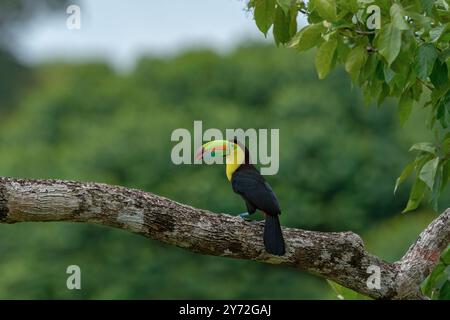 Toucan à bec de quille perché sur une branche d'arbre, bec ouvert, Costa Rica Banque D'Images