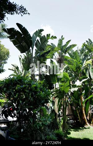 Charmante maison de style espagnol avec jardin luxuriant, avec de grands palmiers, de la verdure et une allée de briques menant à un garage. Banque D'Images