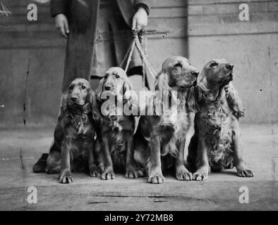 Le spectacle de championnat de la London Cocker Spaniel Society, qui s'est tenu aujourd'hui au Royal Horticultural Hall, Vincent Square, Westminster, était en quelque sorte une sortie familiale pour Eros de Padson (à droite de la photo) les autres membres de sa famille venus pour entrer dans le spectacle étaient de gauche à droite, Sirius de Trabay (fils), Echo de Padson (sœur), et Salvia de Tarbay (fille). Tous appartiennent au Dr Esther Rickads de Oakley Green, Windsor. 26 mars 1947 Banque D'Images