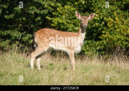 Summer UK, alerte Fallow Deer Fawn au soleil brillant Banque D'Images