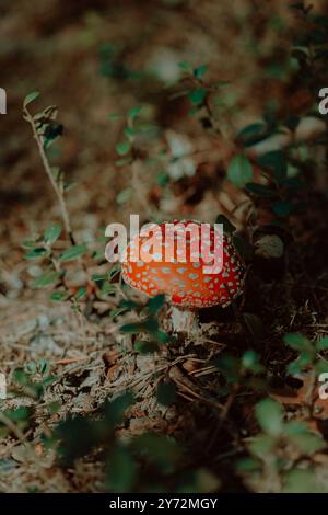 Un petit champignon agarique à la mouche rouge pousse dans la forêt pendant l'été. C'est un champignon venimeux trouvé dans la nature. Banque D'Images