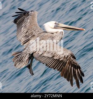 Le Malibu Pelican, un majestueux oiseau côtier, survole gracieusement le Pacifique, connu pour son envergure impressionnante, ses compétences de pêche et sa présence sereine Banque D'Images