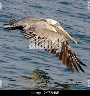 Le Malibu Pelican, un majestueux oiseau côtier, survole gracieusement le Pacifique, connu pour son envergure impressionnante, ses compétences de pêche et sa présence sereine Banque D'Images