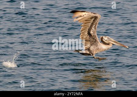 Le Malibu Pelican, un majestueux oiseau côtier, survole gracieusement le Pacifique, connu pour son envergure impressionnante, ses compétences de pêche et sa présence sereine Banque D'Images