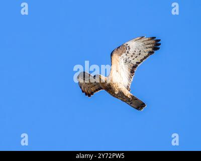 Pernis apivorus, un bourdonnement de miel européen, également connu sous le nom de pern ou commun pernin vol contre un ciel bleu. Banque D'Images