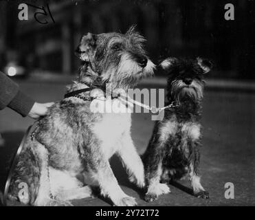 Michael von Wienberg (plus grand) est un personnage bien connu dans les cercles de schnauzer. a 10 ans, il a remporté de nombreuses coupes et certificats pour sa race. Il est avec Kandy, un schnauzer miniature, qui avec Michael, a commencé sa carrière de show au Schnauzer clubs Championship Show qui a eu lieu au Holy Trinity Hall, grand Portland Street, Londres. Les deux chiens appartiennent à Mme K.M. Boubelik. Les chiens sont originaires d'Autriche où ils sont employés comme chiens de bovins et de moutons. 4 décembre 1946 Banque D'Images