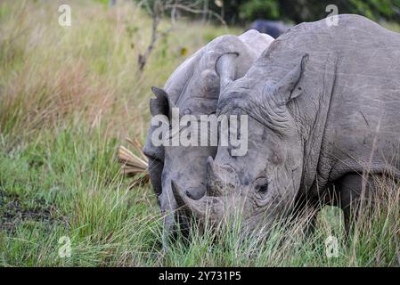 Rhinocéros blancs (Ceratotherium simum) au ranch Ziwa à Nakasongola où ils sont élevés pour être relâchés dans la nature à l'avenir, Banque D'Images