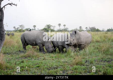 Rhinocéros blancs (Ceratotherium simum) au ranch Ziwa à Nakasongola où ils sont élevés pour être relâchés dans la nature à l'avenir, Banque D'Images