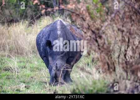 Rhinocéros blancs (Ceratotherium simum) au ranch Ziwa à Nakasongola où ils sont élevés pour être relâchés dans la nature à l'avenir, Banque D'Images