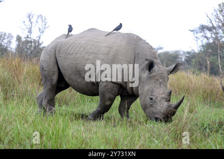 Rhinocéros blancs (Ceratotherium simum) au ranch Ziwa à Nakasongola où ils sont élevés pour être relâchés dans la nature à l'avenir, Banque D'Images