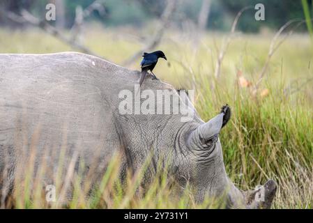 Rhinocéros blancs (Ceratotherium simum) au ranch Ziwa à Nakasongola où ils sont élevés pour être relâchés dans la nature à l'avenir, Banque D'Images