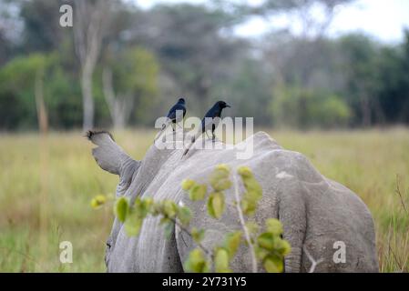 Rhinocéros blancs (Ceratotherium simum) au ranch Ziwa à Nakasongola où ils sont élevés pour être relâchés dans la nature à l'avenir, Banque D'Images