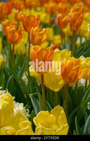 Gros plan de tulipes colorées orange et jaune en fleurs Banque D'Images