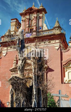 Arbre Ficus (111 ans) planté en 1913 dans le quartier Triana de Séville, paroisse de San Jacinto. Taille drastique en 2022. Banque D'Images