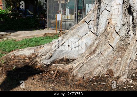 Gros plan d'un arbre Ficus (111 ans) planté en 1913 dans le quartier Triana de Séville, paroisse de San Jacinto. Banque D'Images