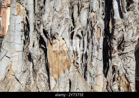 Gros plan d'un arbre Ficus (111 ans) planté en 1913 dans le quartier Triana de Séville, paroisse de San Jacinto. Banque D'Images