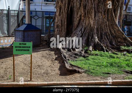 Ficus planté en 1913 dans le quartier Triana de Séville, paroisse de San Jacinto. Le panneau « ne pas marcher dessus. Système racine en cours de récupération' Banque D'Images