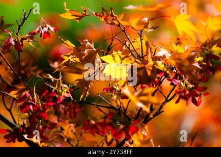 L'étreinte automnale enveloppe le jardin d'une magnifique tapisserie de feuilles rouges et dorées, célébrant la beauté de la saison. Banque D'Images