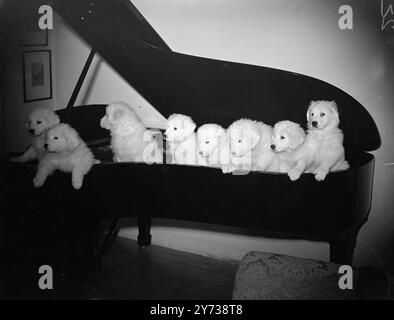 FRAPPANT Une NOUVELLE NOTE montrant déjà un penchant pour le piano sont ces chiots de la Maremma , une race rare de chien de brebis italien , propriété de Mme . W. Aleixandre - Couldrey , de Burnham - on - Crouch , Essex . En raison de leur rareté , ils sont classés parmi les chiots les plus précieux dans le monde . '' Lana de sans quai '' leur mère , a remporté plus de 30 prix à des spectacles ainsi qu'une coupe d'argent . Soit dit en passant, le '' petit gars ' à l'extrême droite de l'image semble contrarié par l'intrusion dans sa leçon de piano . 10 mars 1949 Banque D'Images