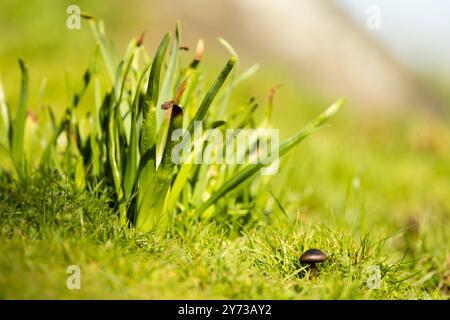 Faisant germer des rêves au cœur de la forêt, ce champignon fantaisiste est un minuscule portail vers un monde magique ! Banque D'Images